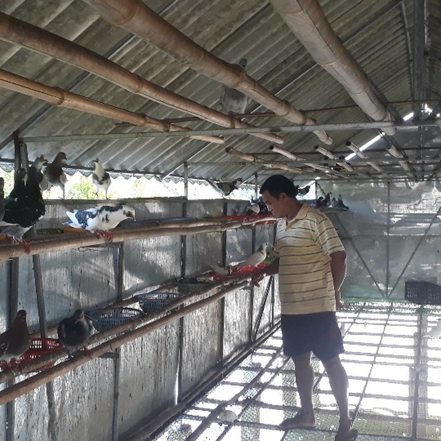 Nuôi chơi chơi bồ câu lai Pháp, nhẹ nhàng bỏ túi gần 5 triệu/tháng - 5 Nuôi chơi chơi bồ câu lai Pháp, nhẹ nhàng bỏ túi gần 5 triệu/tháng - 5