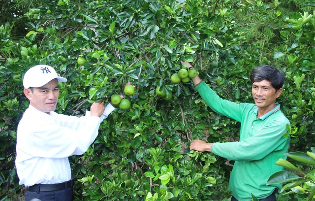 Độc nhất miền Tây: Vườn cam ruột đỏ au, không hề có hạt - 5 Độc nhất miền Tây: Vườn cam ruột đỏ au, không hề có hạt - 5