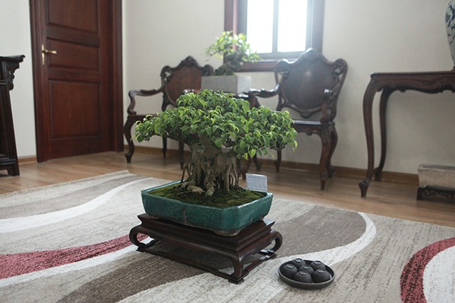 Bộ sưu tập bonsai tiền tỷ và đồ chơi VIP của giới nhà giàu Việt - 10