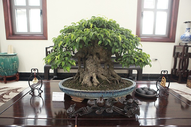 Bộ sưu tập bonsai tiền tỷ và đồ chơi VIP của giới nhà giàu Việt - 11