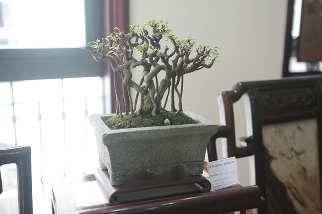 Bộ sưu tập bonsai tiền tỷ và đồ chơi VIP của giới nhà giàu Việt - 14