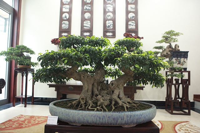 Bộ sưu tập bonsai tiền tỷ và đồ chơi VIP của giới nhà giàu Việt - 15