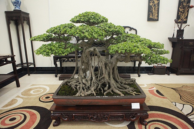 Bộ sưu tập bonsai tiền tỷ và đồ chơi VIP của giới nhà giàu Việt - 16