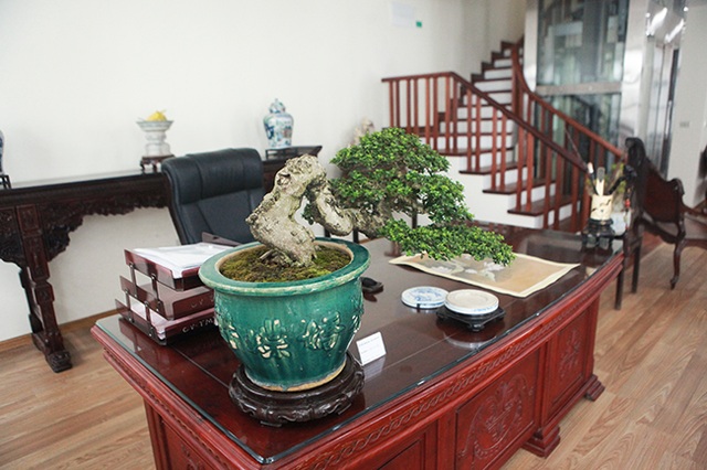 Bộ sưu tập bonsai tiền tỷ và đồ chơi VIP của giới nhà giàu Việt - 6