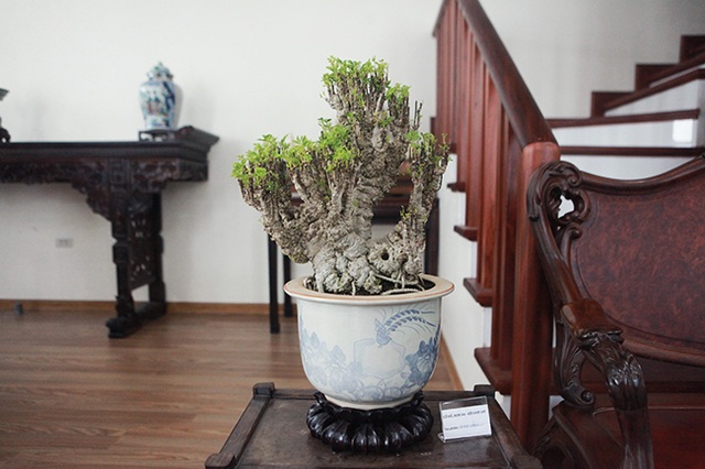 Bộ sưu tập bonsai tiền tỷ và đồ chơi VIP của giới nhà giàu Việt - 7