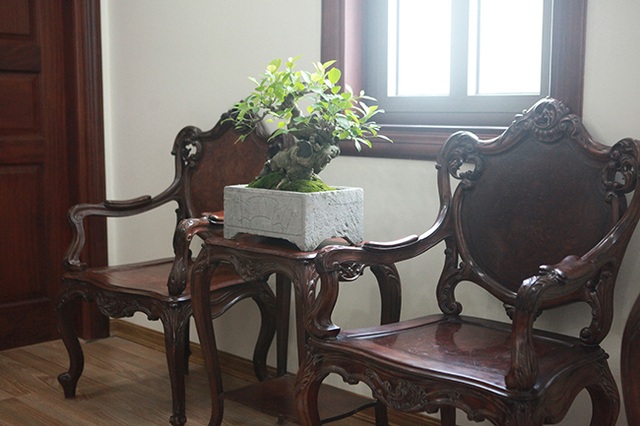 Bộ sưu tập bonsai tiền tỷ và đồ chơi VIP của giới nhà giàu Việt - 8