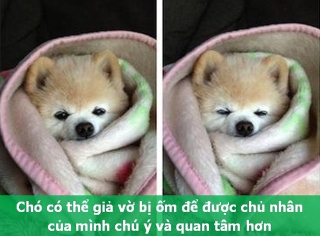 Những “Fun Facts” sẽ khiến bạn phải bất ngờ về thú cưng của mình! - 1 Những “Fun Facts” sẽ khiến bạn phải bất ngờ về thú cưng của mình! - 1