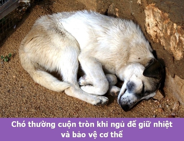 Những “Fun Facts” sẽ khiến bạn phải bất ngờ về thú cưng của mình! - 9 Những “Fun Facts” sẽ khiến bạn phải bất ngờ về thú cưng của mình! - 9