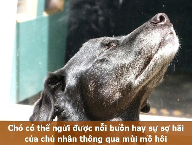 Những “Fun Facts” sẽ khiến bạn phải bất ngờ về thú cưng của mình! - 3 Những “Fun Facts” sẽ khiến bạn phải bất ngờ về thú cưng của mình! - 3