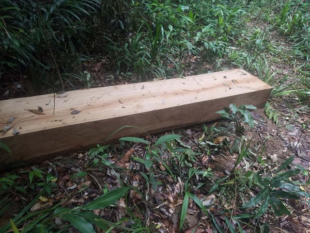 Cận cảnh cánh rừng Kbang bị tàn phá “ngổn ngang”! - 7 Cận cảnh cánh rừng Kbang bị tàn phá “ngổn ngang”! - 7