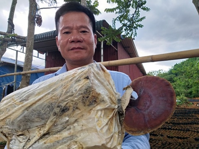 Cất bằng kỹ sư công nghệ thông tin, về núi trồng nấm thành tỷ phú - 4 Cất bằng kỹ sư công nghệ thông tin, về núi trồng nấm thành tỷ phú - 4
