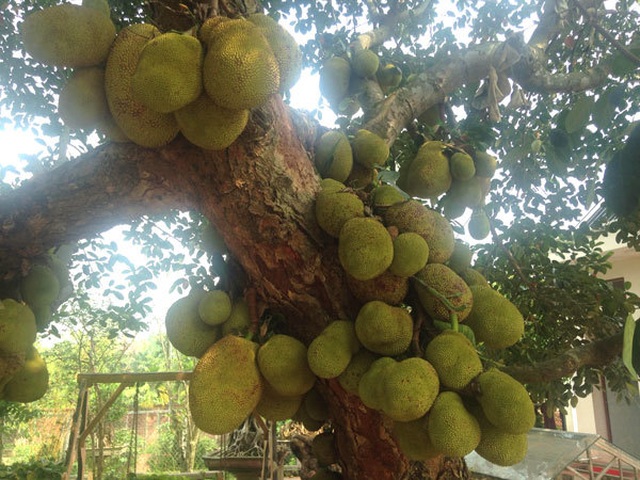 Nearly one hundred year old jackfruit gives more than one hundred fruits, there are 1 in 2 in Hanoi - 1