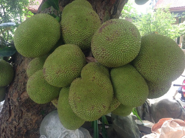 Nearly one hundred year old jackfruit gives more than one hundred fruits, there are 1 in 2 in Hanoi - 3
