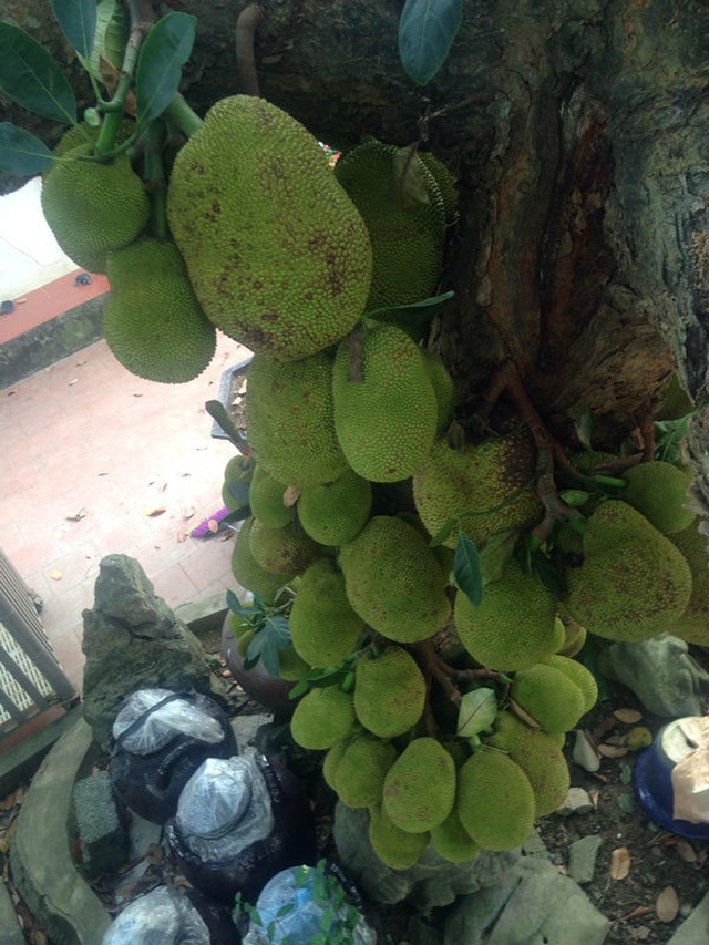 Nearly one hundred year old jackfruit gives over one hundred fruits, there are 1 in 2 land in Hanoi - 5