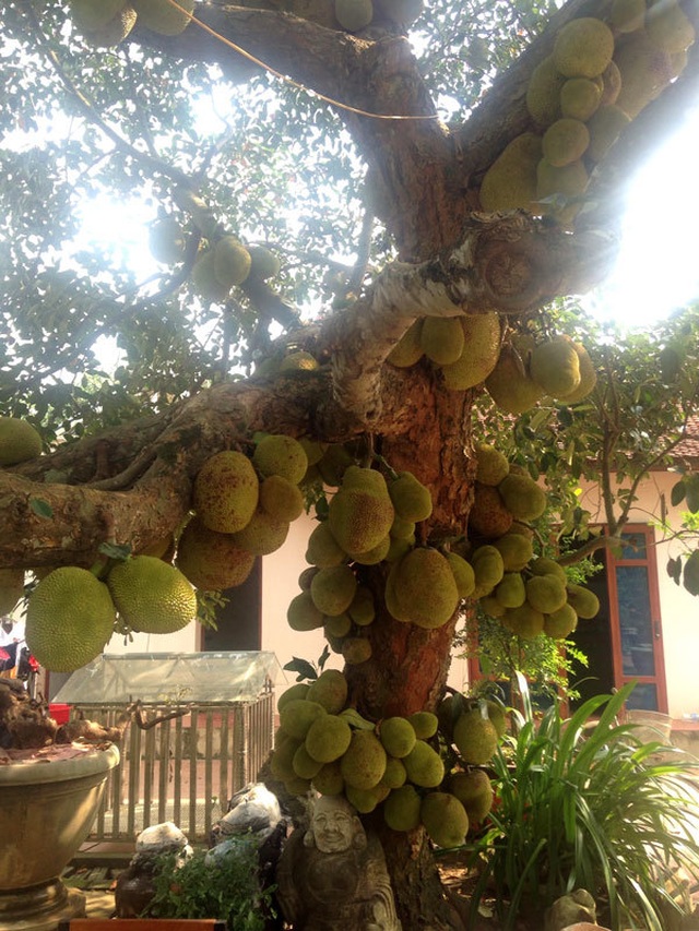 Nearly one hundred year old jackfruit gives more than one hundred fruits, there are 1 in 2 land in Hanoi - 7