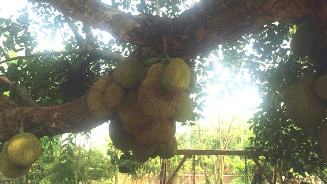 Nearly one hundred year old jackfruit gives over one hundred fruits, there are 1 not 2 land in Hanoi - 8