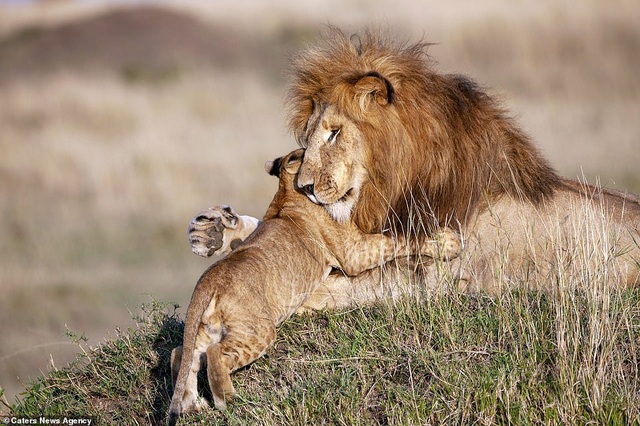 Những khoảnh khắc có thật của “Vua sư tử” trong thế giới tự nhiên - Ảnh minh hoạ 6