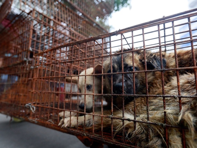 Hàng triệu người ký đơn đề nghị chấm dứt lễ hội thịt chó - 1 Hàng triệu người ký đơn đề nghị chấm dứt lễ hội thịt chó - 1