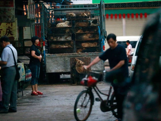 Hàng triệu người ký đơn đề nghị chấm dứt lễ hội thịt chó - 2 Hàng triệu người ký đơn đề nghị chấm dứt lễ hội thịt chó - 2