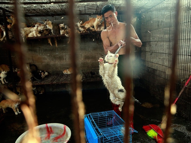 Hàng triệu người ký đơn đề nghị chấm dứt lễ hội thịt chó - 4 Hàng triệu người ký đơn đề nghị chấm dứt lễ hội thịt chó - 4