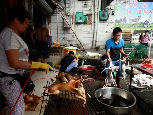 Hàng triệu người ký đơn đề nghị chấm dứt lễ hội thịt chó - 5 Hàng triệu người ký đơn đề nghị chấm dứt lễ hội thịt chó - 5