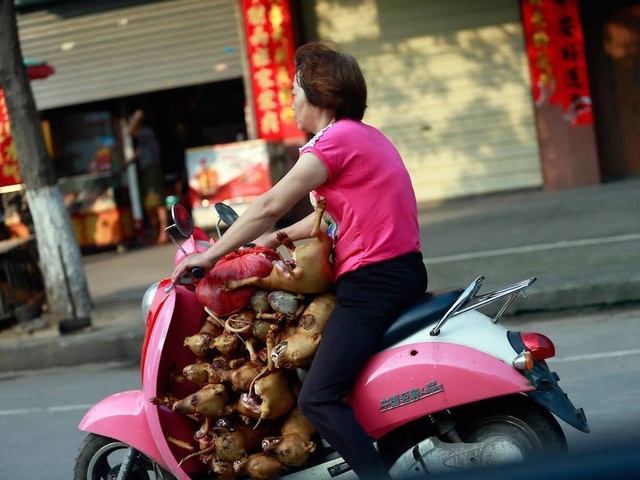 Hàng triệu người ký đơn đề nghị chấm dứt lễ hội thịt chó - 6 Hàng triệu người ký đơn đề nghị chấm dứt lễ hội thịt chó - 6