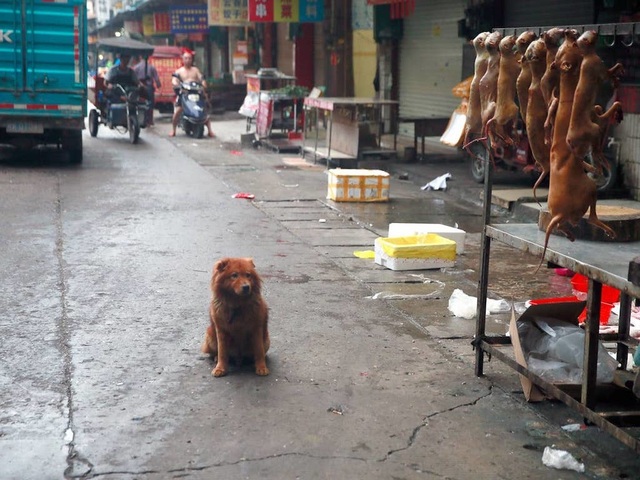 Hàng triệu người ký đơn đề nghị chấm dứt lễ hội thịt chó - 8 Hàng triệu người ký đơn đề nghị chấm dứt lễ hội thịt chó - 8