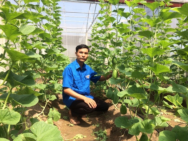 Kỹ sư về quê trồng dưa lê Hàn Quốc, bỏ túi hàng trăm triệu - 1