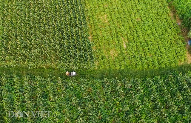 Cặp chị em trồng rau bí, bỏ túi tiền triệu mỗi ngày ở đảo hoang giữa Thủ đô - 1 Cặp chị em trồng rau bí, bỏ túi tiền triệu mỗi ngày ở đảo hoang giữa Thủ đô - 1