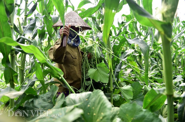 Cặp chị em trồng rau bí, bỏ túi tiền triệu mỗi ngày ở đảo hoang giữa Thủ đô - 3 Cặp chị em trồng rau bí, bỏ túi tiền triệu mỗi ngày ở đảo hoang giữa Thủ đô - 3