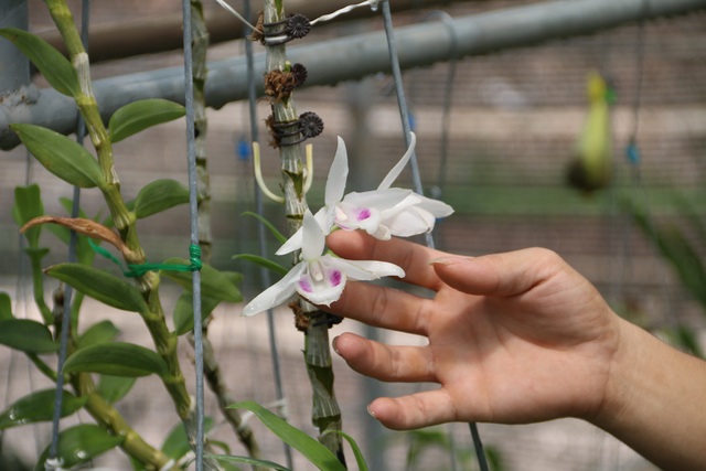 Sửng sốt những giò lan đột biến, đại gia Hà Nội “đo cây” trả tiền - 9 Sửng sốt những giò lan đột biến, đại gia Hà Nội “đo cây” trả tiền - 9