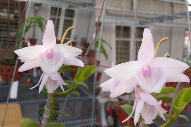 Sửng sốt những giò lan đột biến, đại gia Hà Nội “đo cây” trả tiền - 4 Sửng sốt những giò lan đột biến, đại gia Hà Nội “đo cây” trả tiền - 4