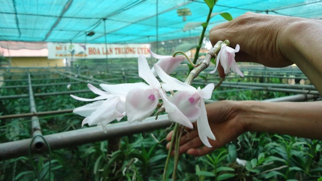 Sửng sốt những giò lan đột biến, đại gia Hà Nội “đo cây” trả tiền - 5 Sửng sốt những giò lan đột biến, đại gia Hà Nội “đo cây” trả tiền - 5