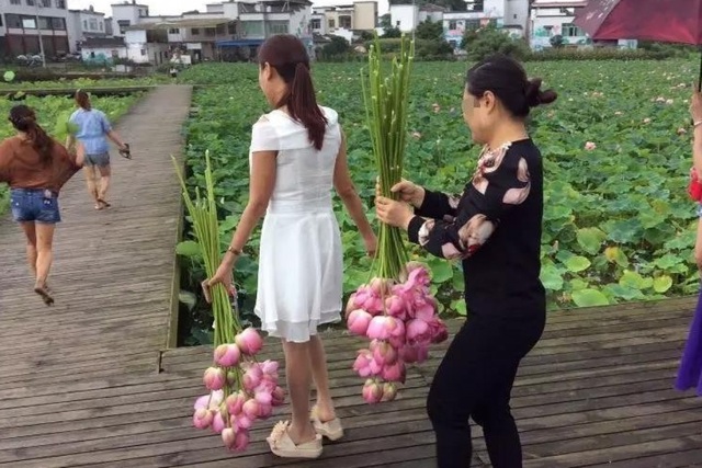 Khách trèo rào hái trụi hoa sen, công viên Trung Quốc buộc phải đóng cửa