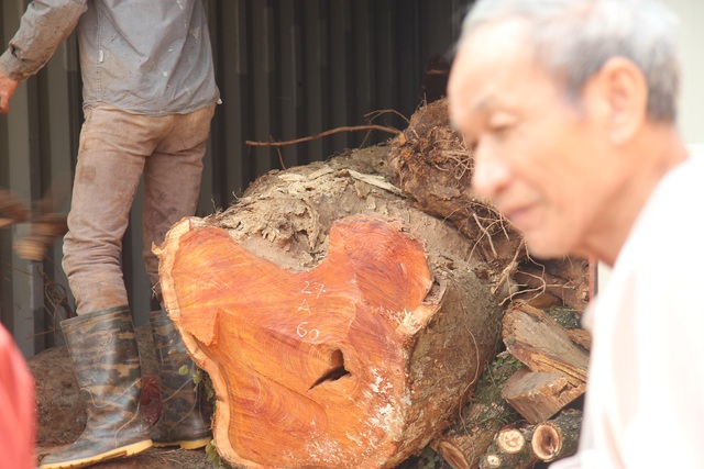 Vỡ kế hoạch bán đấu giá hơn 5 tấn gỗ “sưa trăm tỷ” - 1 Vỡ kế hoạch bán đấu giá hơn 5 tấn gỗ “sưa trăm tỷ” - 1