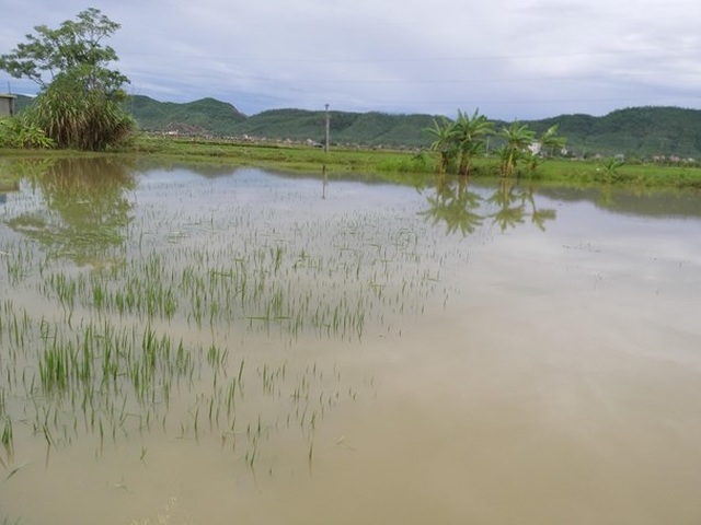 Ngã xuống ruộng lúa ngập nước sau trận mưa lớn, bé 22 tháng tuổi tử vong - 1