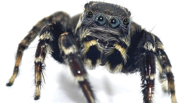 Phát hiện loài nhện ngựa mới ở Úc - 1