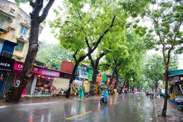 Kỳ lạ lối kiến trúc “cây mọc xuyên nhà” ở khu tập thể cũ Hà Nội - 1 Kỳ lạ lối kiến trúc “cây mọc xuyên nhà” ở khu tập thể cũ Hà Nội - 1