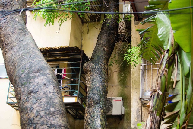 Kỳ lạ lối kiến trúc “cây mọc xuyên nhà” ở khu tập thể cũ Hà Nội - 4 Kỳ lạ lối kiến trúc “cây mọc xuyên nhà” ở khu tập thể cũ Hà Nội - 4
