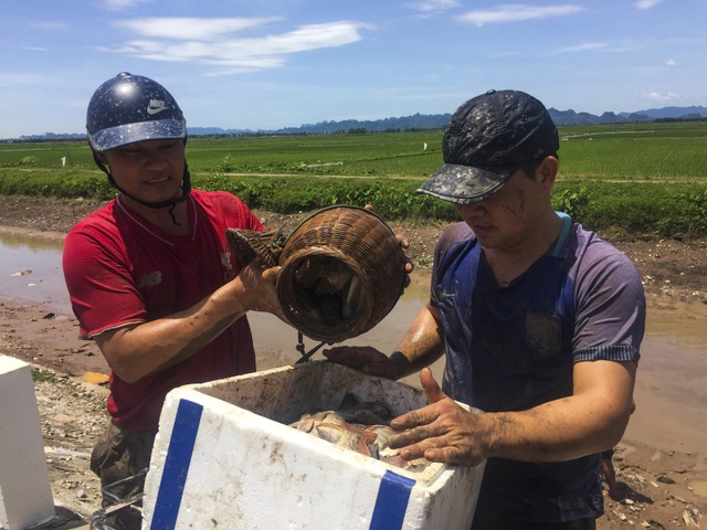 Đội nắng giữa trưa bắt cá lộc sau bão ở ngoại thành Hà Nội - 13 Đội nắng giữa trưa bắt cá lộc sau bão ở ngoại thành Hà Nội - 13