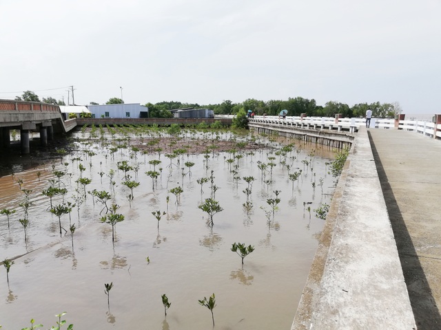 Thăm biểu tượng đường Hồ Chí Minh, ngắm cá thòi lòi, ốc len... lên bờ  - 24