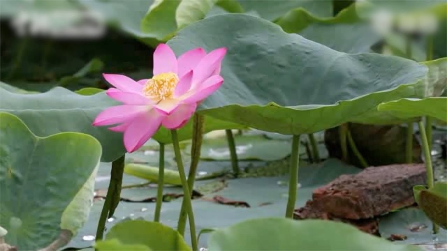 Hoa sen nở từ hạt giống 100 năm tuổi - 1 Hoa sen nở từ hạt giống 100 năm tuổi - 1