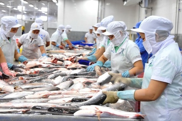 Xuất khẩu tôm, cá tra “tụt dốc”, mực, cá biển vẫn tiến lên - 2 Xuất khẩu tôm, cá tra “tụt dốc”, mực, cá biển vẫn tiến lên - 2