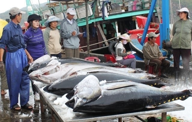 Xuất khẩu tôm, cá tra “tụt dốc”, mực, cá biển vẫn tiến lên - 3 Xuất khẩu tôm, cá tra “tụt dốc”, mực, cá biển vẫn tiến lên - 3