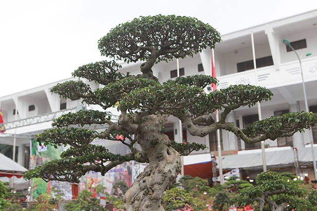Chiêm ngưỡng siêu phẩm “Gươm báu truyền kỳ” của đại gia đất Việt Trì - 11 Chiêm ngưỡng siêu phẩm “Gươm báu truyền kỳ” của đại gia đất Việt Trì - 11