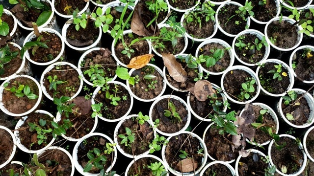Nho độc lạ 600.000 đồng/kg nhưng không đủ hàng để bán - 3 Nho độc lạ 600.000 đồng/kg nhưng không đủ hàng để bán - 3