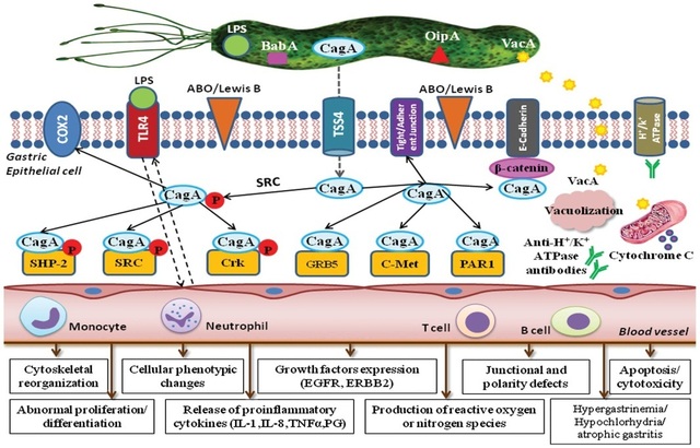 Vi khuẩn HP có gene Cag A sẽ gây ung thư dạ dày? - 3 Vi khuẩn HP có gene Cag A sẽ gây ung thư dạ dày? - 3