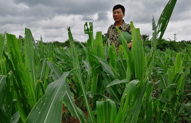 Dân “khóc ròng” vì nạn sâu keo phá 5.000 ha ngô - 1 Dân “khóc ròng” vì nạn sâu keo phá 5.000 ha ngô - 1