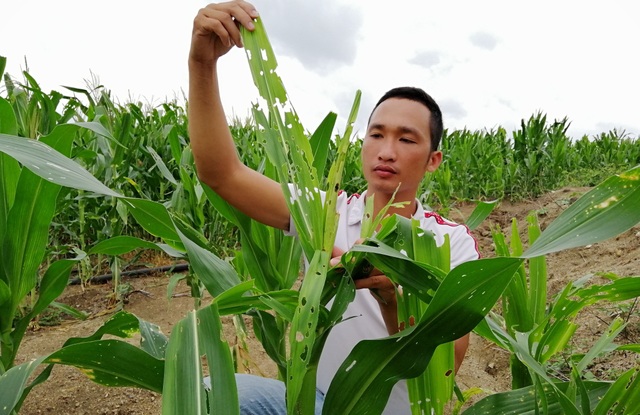 Dân “khóc ròng” vì nạn sâu keo phá 5.000 ha ngô - 3 Dân “khóc ròng” vì nạn sâu keo phá 5.000 ha ngô - 3