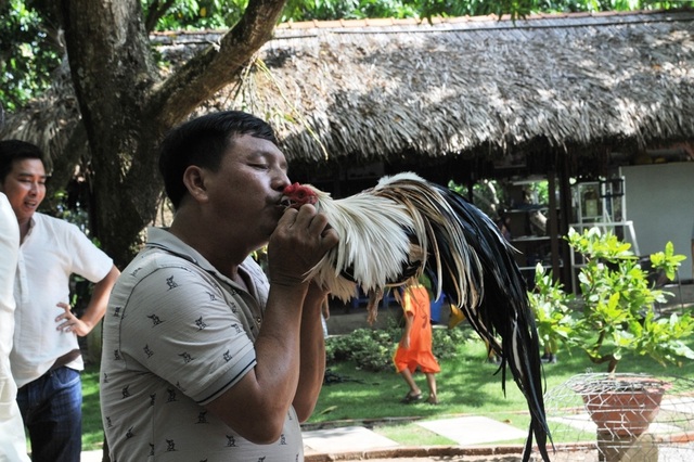 Vượt gần 300km đến Đồng Tháp… thi chọi gà truyền thống - 5 Vượt gần 300km đến Đồng Tháp… thi chọi gà truyền thống - 5